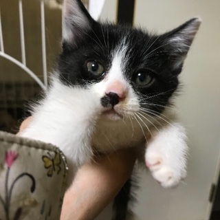 可愛い子猫5匹います。受付終了 - 里親募集