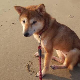 すぐに引き取ってくれる方募集してます！
