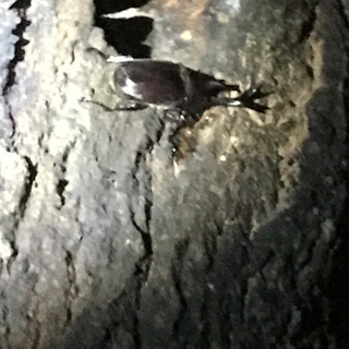 昆虫採集メンバー