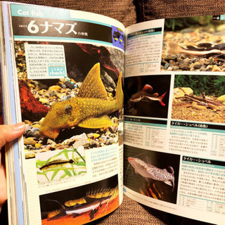 世界の熱帯魚&水草カタログ 2013年度版の画像