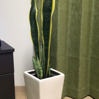 観葉植物 鉢の画像