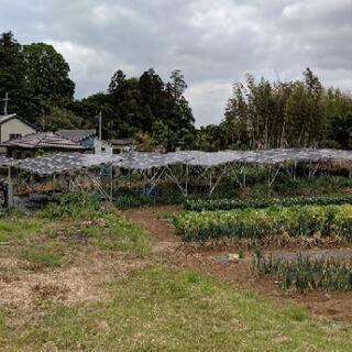 草刈りと除草剤散布作業