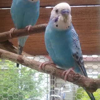 セキセイインコ　ペア　ブルー　16カ月くらい