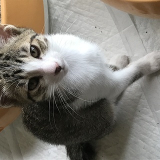 可愛い子猫の里親を募集します