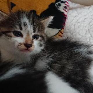 やんちゃ姉妹🐈🐾 − 宮城県