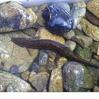 ※🐟ドジョウ【生体】※10匹〜70円の画像