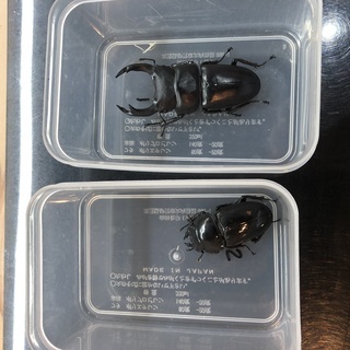 オオクワガタ差し上げます
