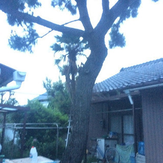 松の木を切断出来る方