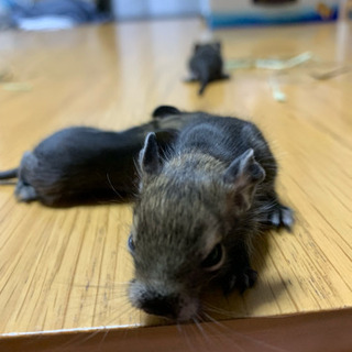 デグー の里親募集します。