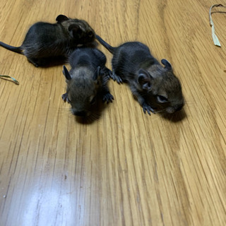 デグー の里親募集します。 - 八千代市