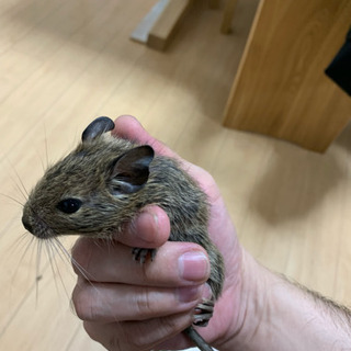 デグー の里親募集します。 - その他