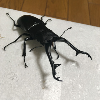 ギラファノコギリ ペア 使用済み