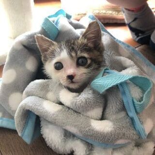 仔猫のチーちゃん💗　お試し飼いの予定があり、一時停止させて頂きま...