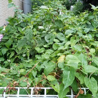 雑草の草刈りや剪定お任せください。
