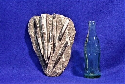 直角貝化石　1.5ｋｇ化石標本　飾り石　鑑賞石　モロッコ産