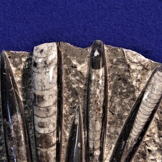 直角貝化石 1.5kg化石標本 飾り石 鑑賞石 モロッコ産