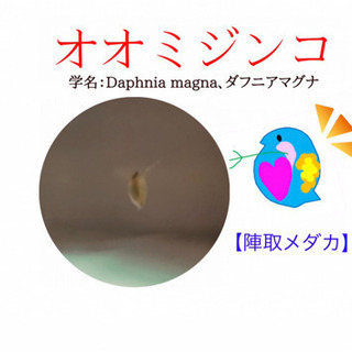オオミジンコどうですか