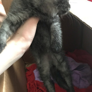 グレーの子猫