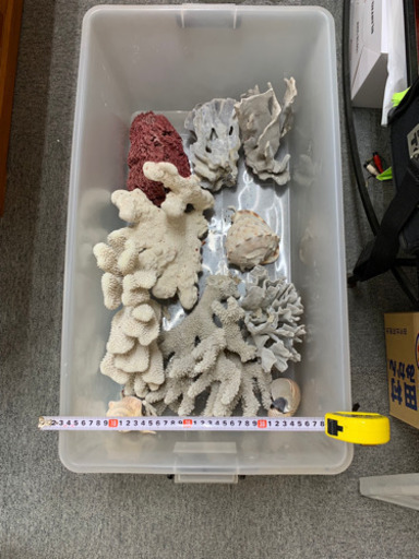 海水魚用サンゴ