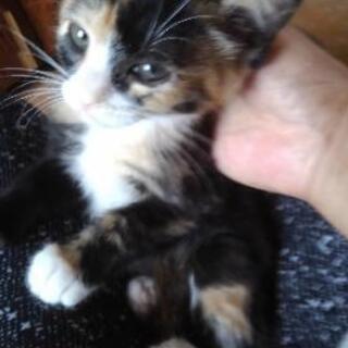 シャムミックスと三毛　女の子　もらってください。生後２ヶ月 − 滋賀県