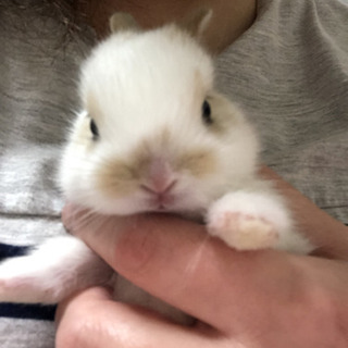 かわいいミニウサギ(譲渡予定決定)