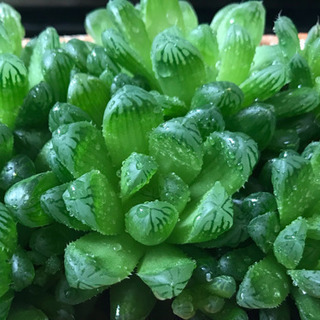 多肉植物カントリー好きな方いかがですか！
