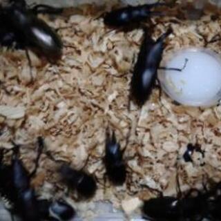 ミヤマクワガタ、ノコギリクワガタ差し上げます。残りわずか！