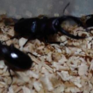 ミヤマクワガタ、ノコギリクワガタ差し上げます。残りわずか！の画像