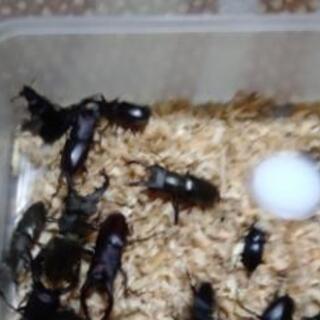 ミヤマクワガタ、ノコギリクワガタ差し上げます。残りわずか！の画像