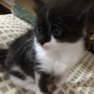 5/25生まれの白黒の子猫です