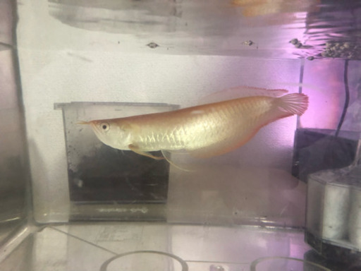 アルビノシルバーアロワナ 35cm