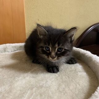 子猫の里親さんを募集しています