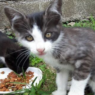 かわいいやんちゃな子猫くん