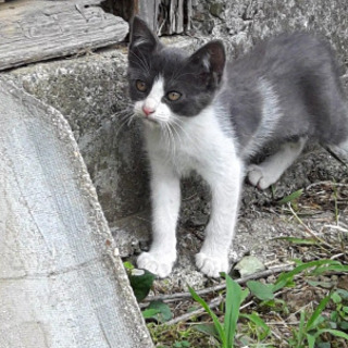 かわいい子猫くん♂