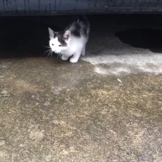 生後3ヶ月前後 子猫 の 里親募集しています
