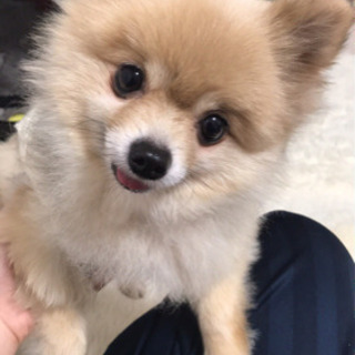 譲渡