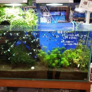 カインズホームセンター内のペットショップ、熱帯魚や小動物の管理販売のお仕事。時給960の画像