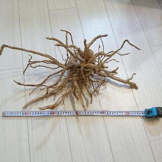 ◆熱帯魚◆レイアウト◆流木◆