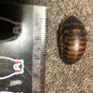 デュビアMサイズ(成虫混じってます)アロワナやフトアゴに