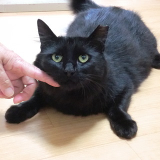 人なっこい黒ちゃん　連れていって(=^・・^=)