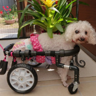 犬用車椅子 歩行器 製作販売  