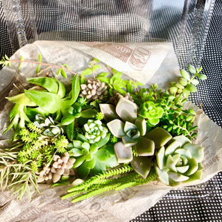 多肉植物 カット苗・根付きセット 40本以上‼️の画像