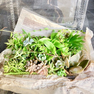 多肉植物 カット苗・根付きセット 40本以上‼️の画像