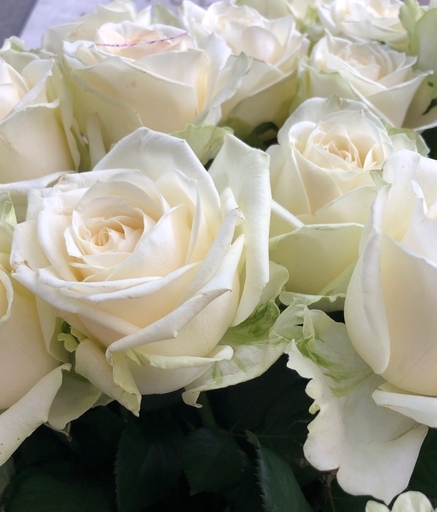 切り花品種 アイポリー 四季咲きバラ苗 挿し木苗 切り花品種 アイポリー 四季咲きバラ苗 挿し木苗