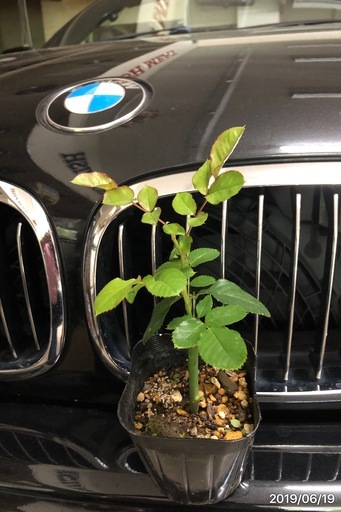 切り花品種アバランチェ☆四季咲き巨大輪大輪系白バラの代表☆挿し木苗