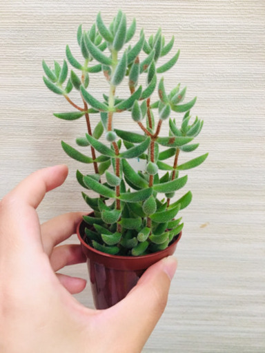 クラッスラ 銀揃  2019/7/7時点