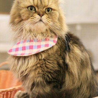 可愛い猫ちゃん達に囲まれて、お仕事しませんか？