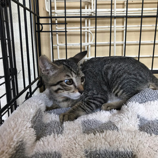 お耳の大きなイケニャンキジトラ♂3ヶ月 − 熊本県