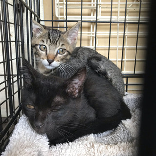 お耳の大きなイケニャンキジトラ♂3ヶ月 - 猫