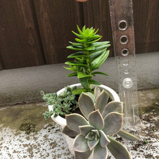 観葉植物❹